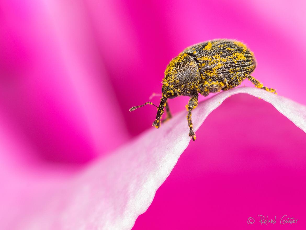 Rüsselkäfer, Mecinus sp.