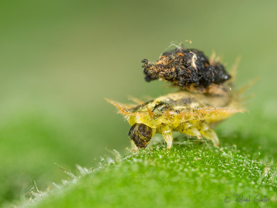Distel-Schildkäfer (Cassida rubiginosa)