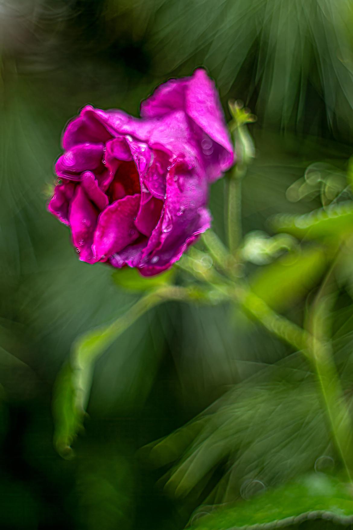 Rhapsody mit 1.8 55mm