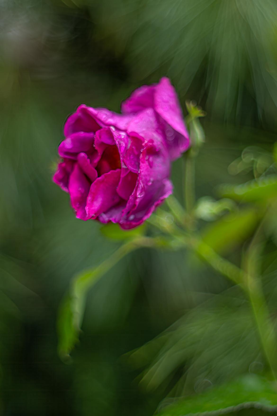 Rhapsody mit 1.8 55mm