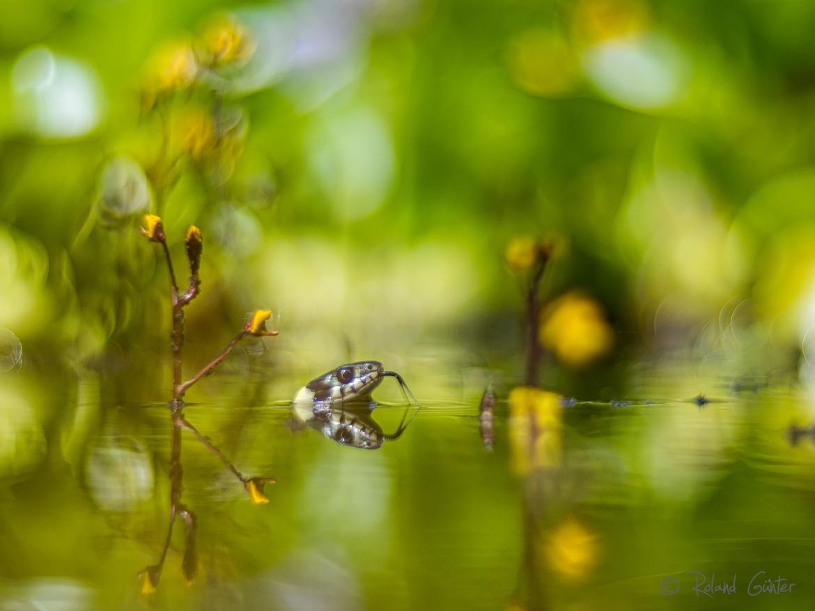Ringelnatter; © Roland Günter