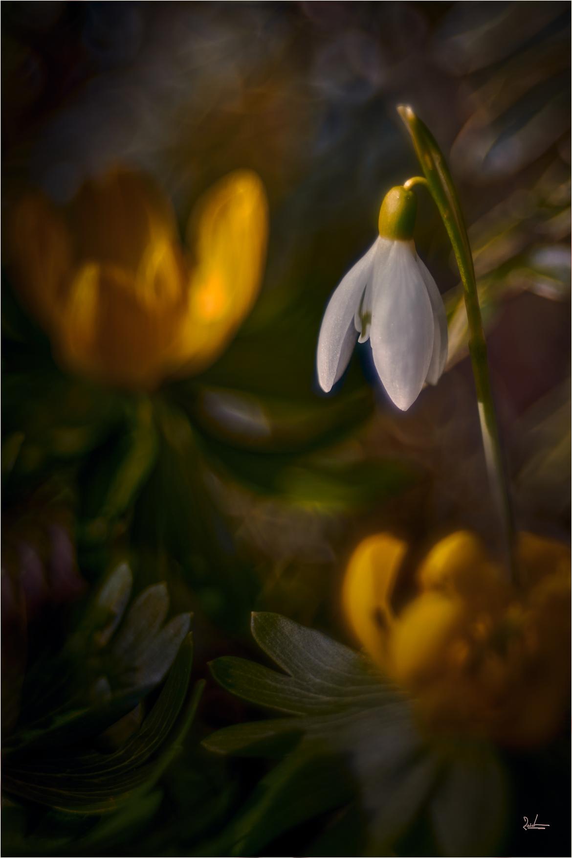 Weißabgleich Blüte