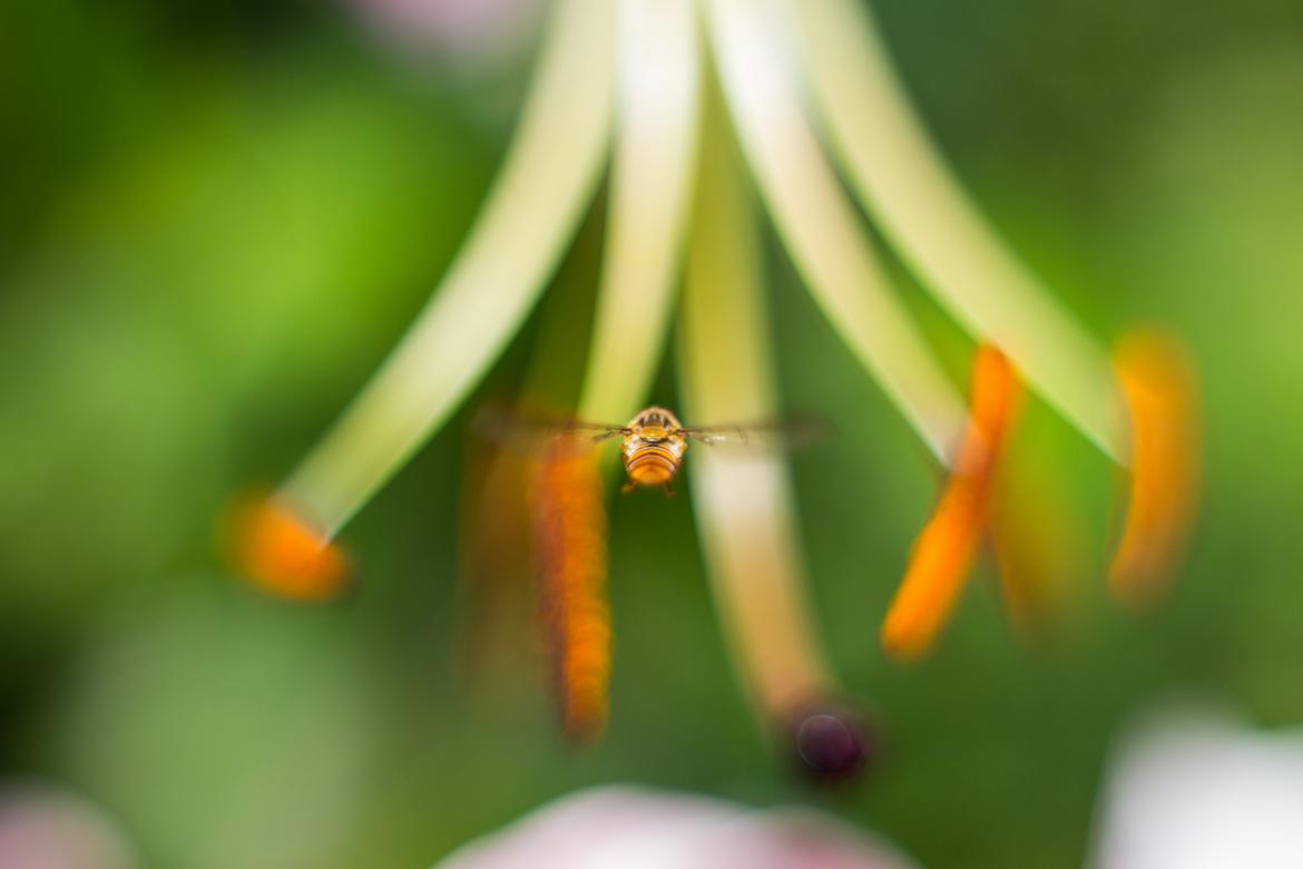 Schwebfliege