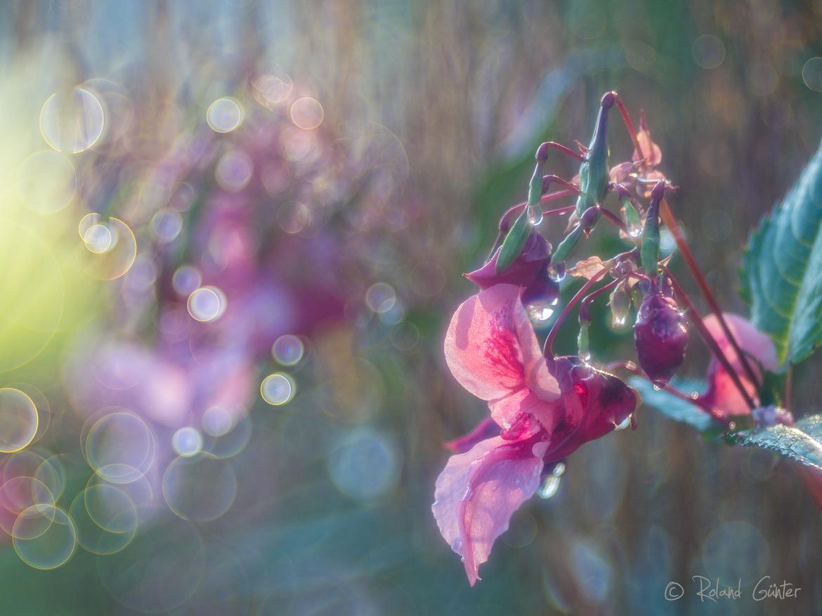 Drüsiges Springkraut (Impatiens glandulifera); © Roland GÜNTER