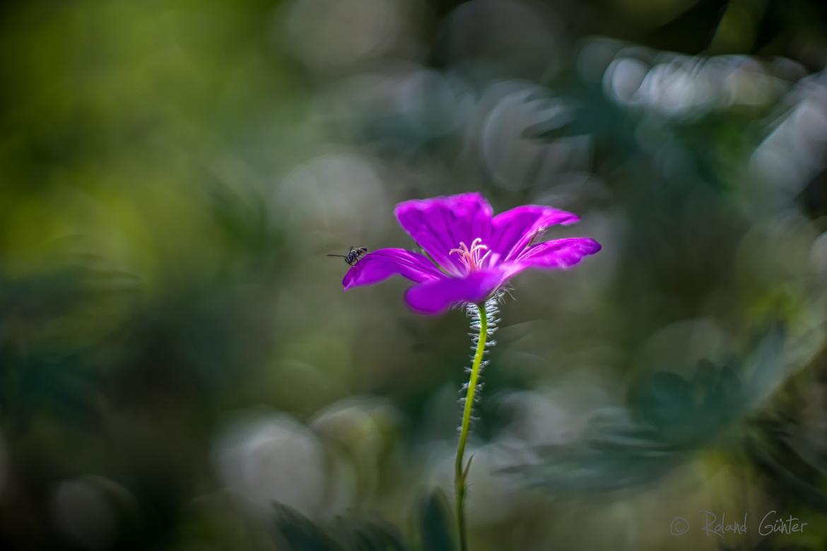 Roter Storchschnabel mit Wildbiene