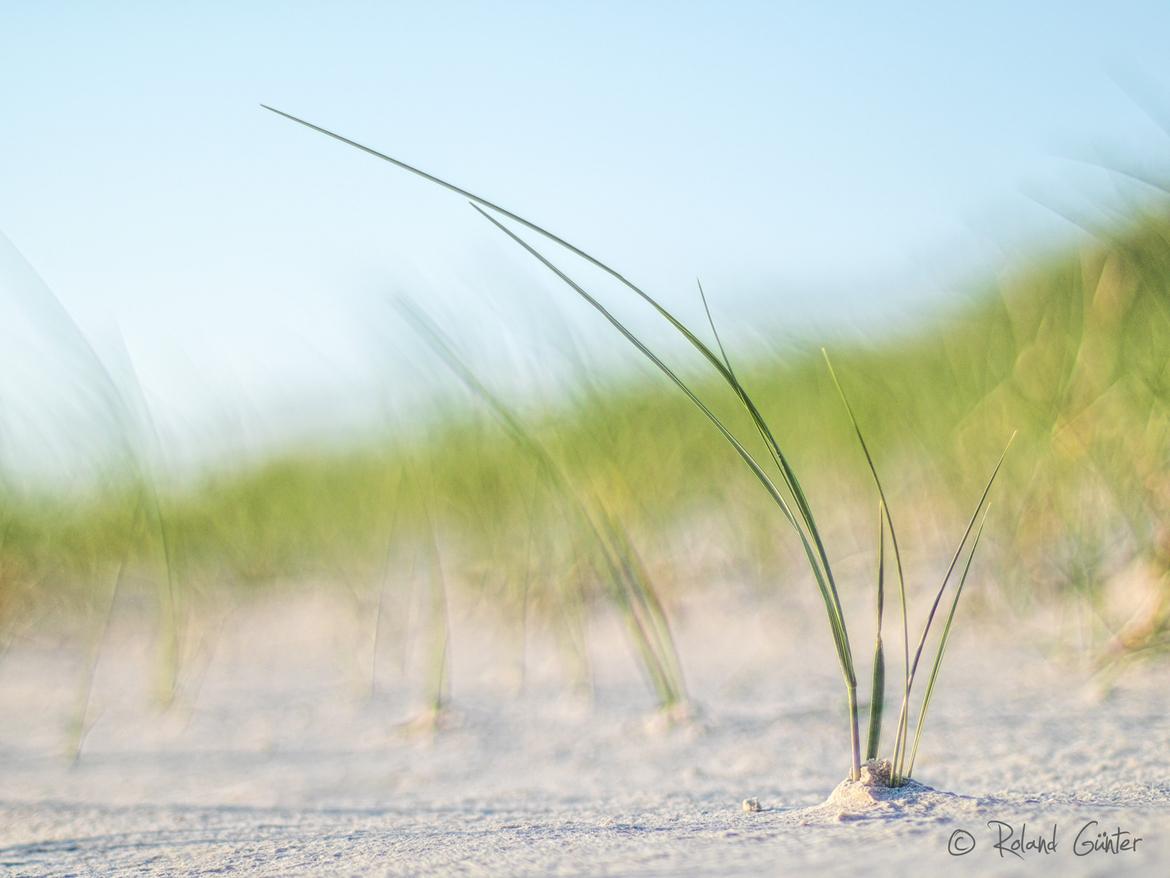 Schmale, lange, grüne Halme des Stand-Hafers auf Sand am Fuße einer Sanddüne.