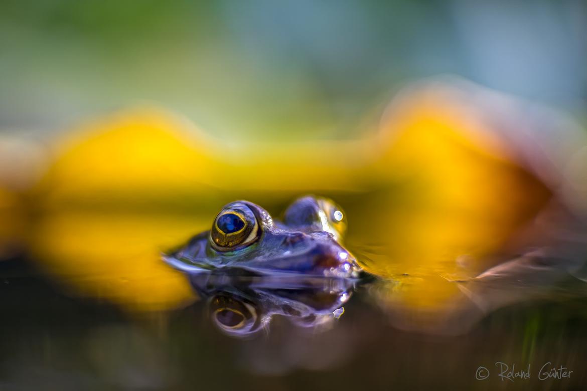 Teichfrosch im Froschteich