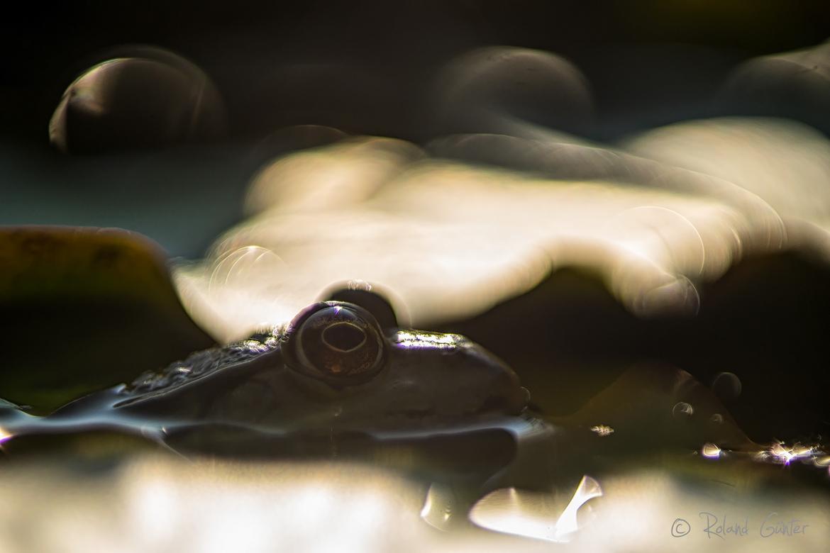 Teichfrosch im (brennenden) Froschteich