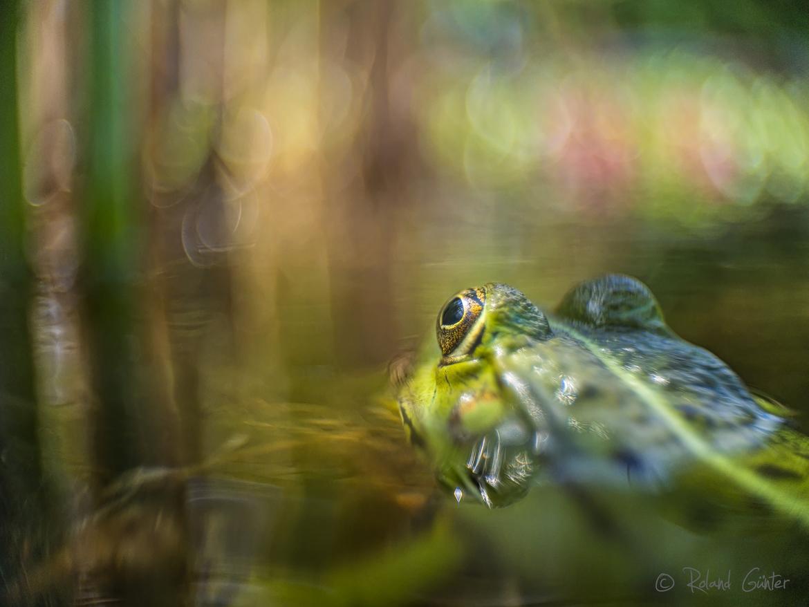 Teichfrosch