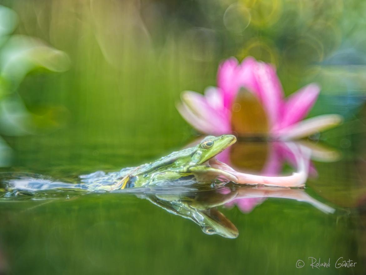 Teichfrosch beim Beutefang