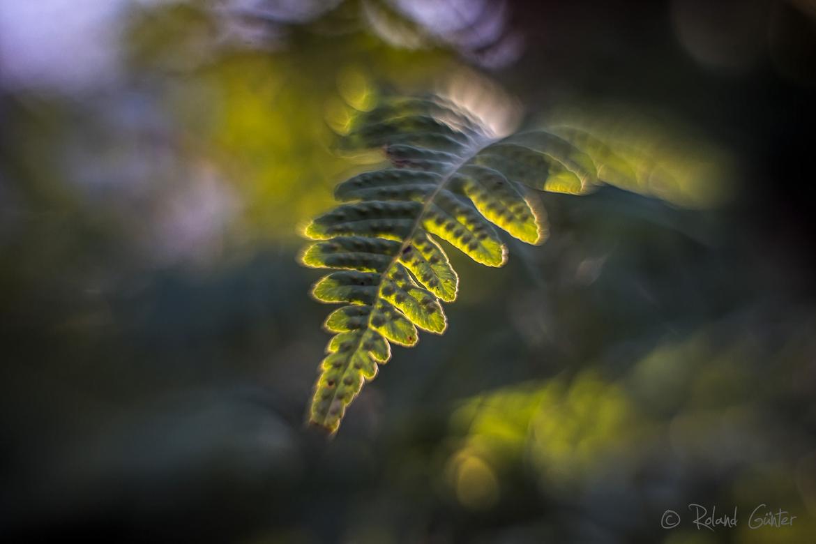 Grünes sonnendurchflutetes Farnblatt von vorne fotografiert. Der Hintergrund wirkt in seinen Unschärfen wie gemalt. 