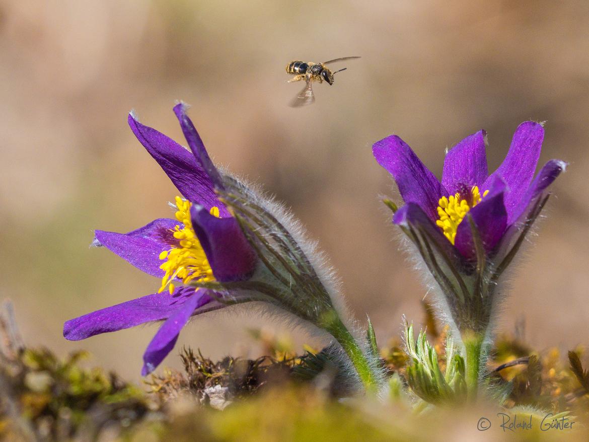 Wildbiene im Anflug auf Gemeine Küchenschelle; © Roland GÜNTER