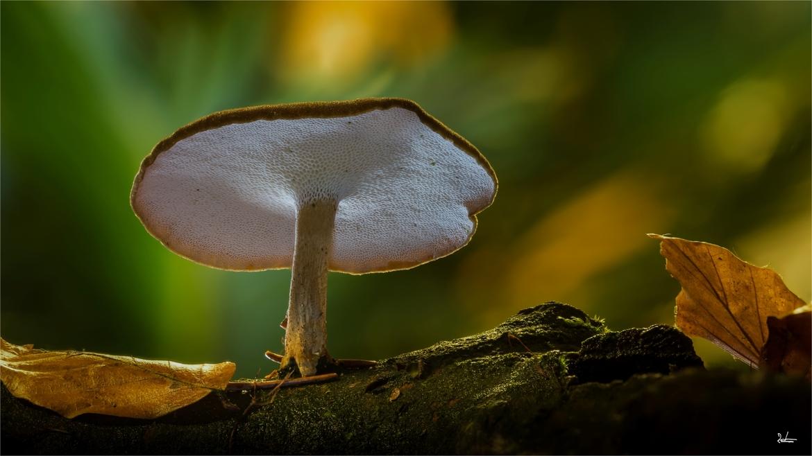 Dunkler Pilz mit hellen Poren von unten