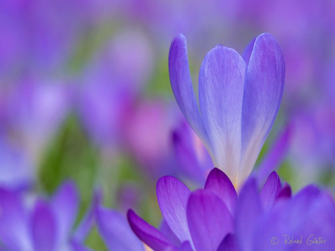 Krokus, Crocus sp.