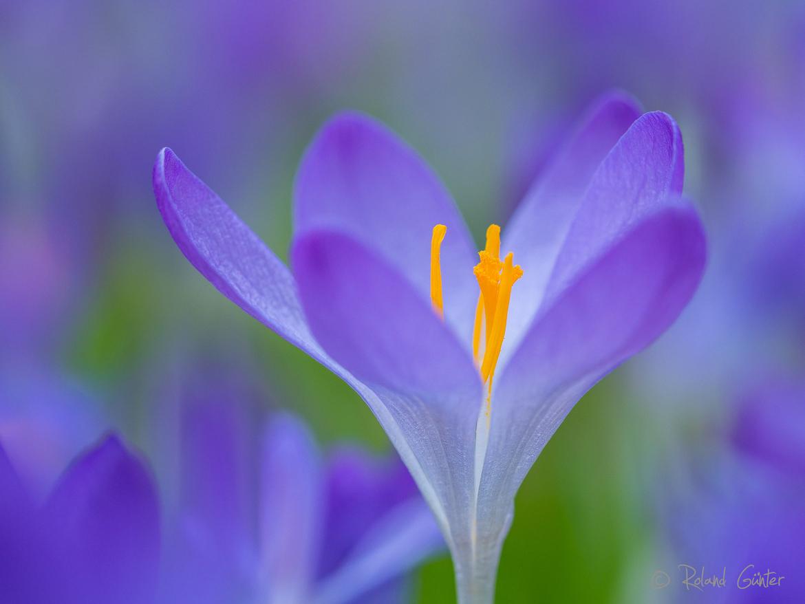 Krokus, Crocus sp., Blüte, offen