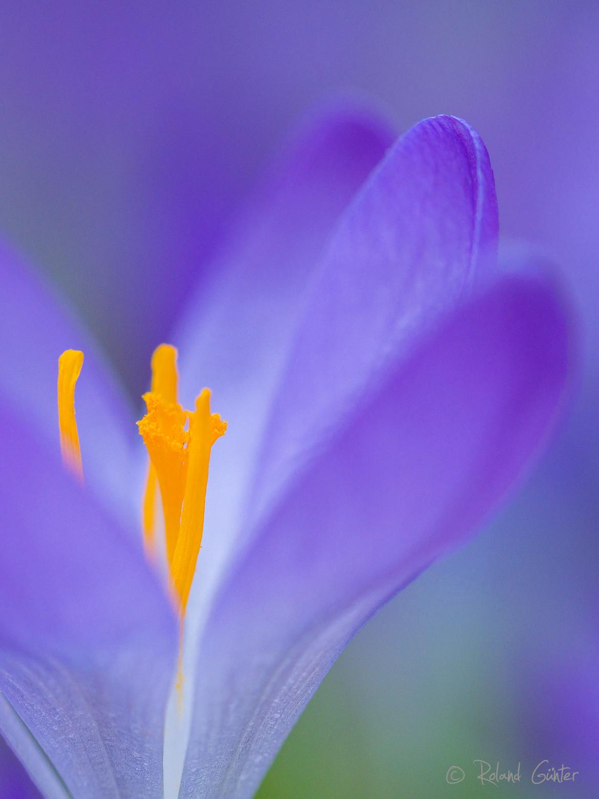 Krokus, Crocus sp., Blüte, Detail, Stempel