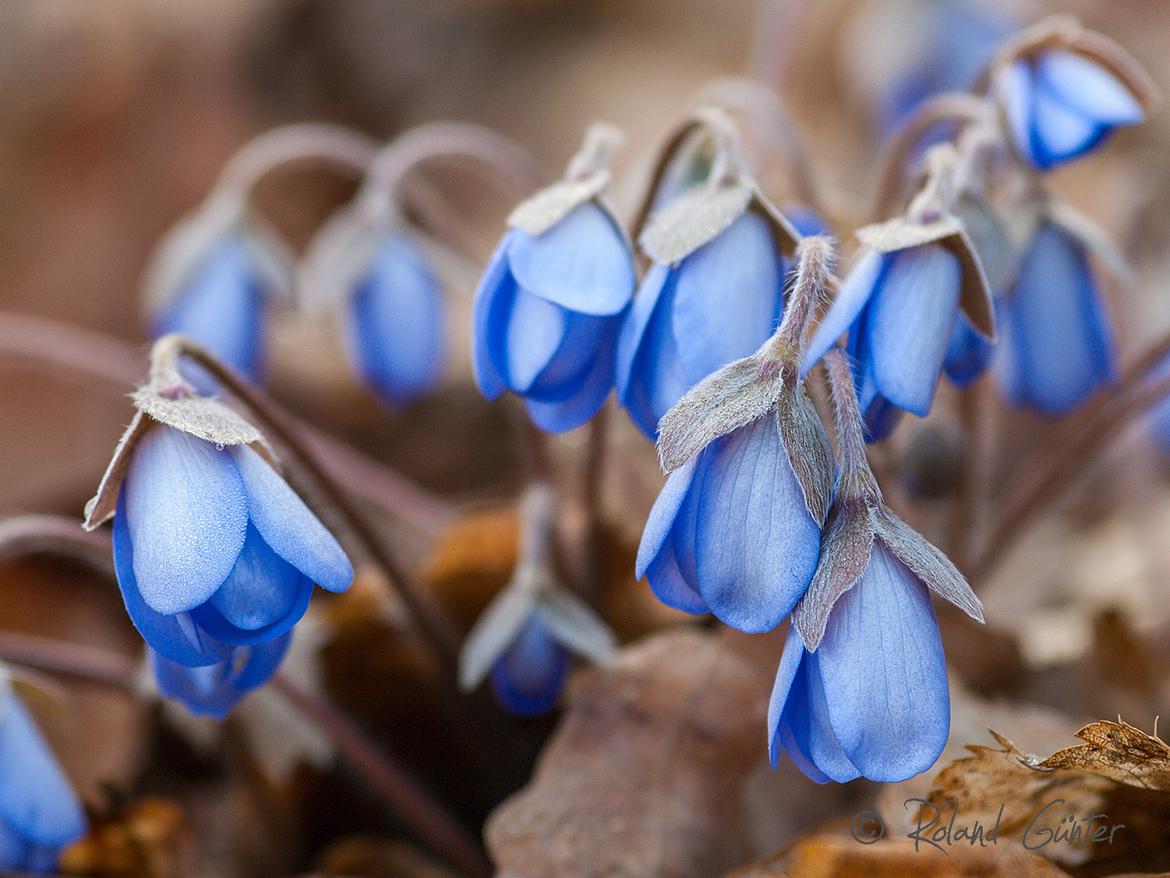 Leberblümchen (Hepatica nobilis); © Roland GÜNTER