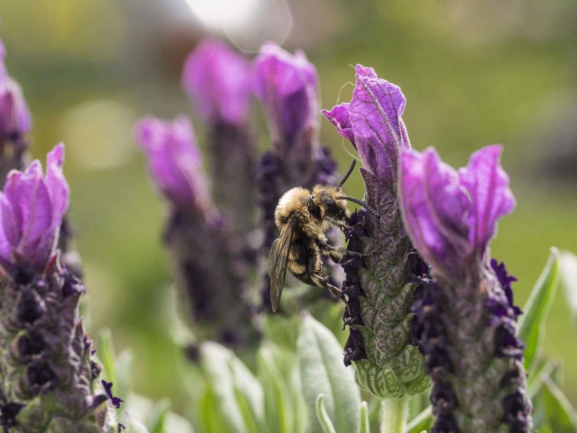 Wildbiene oder Hummel?