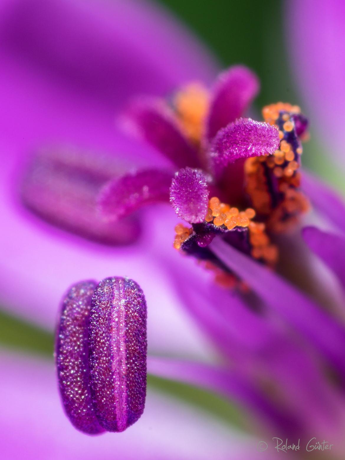 Blüte