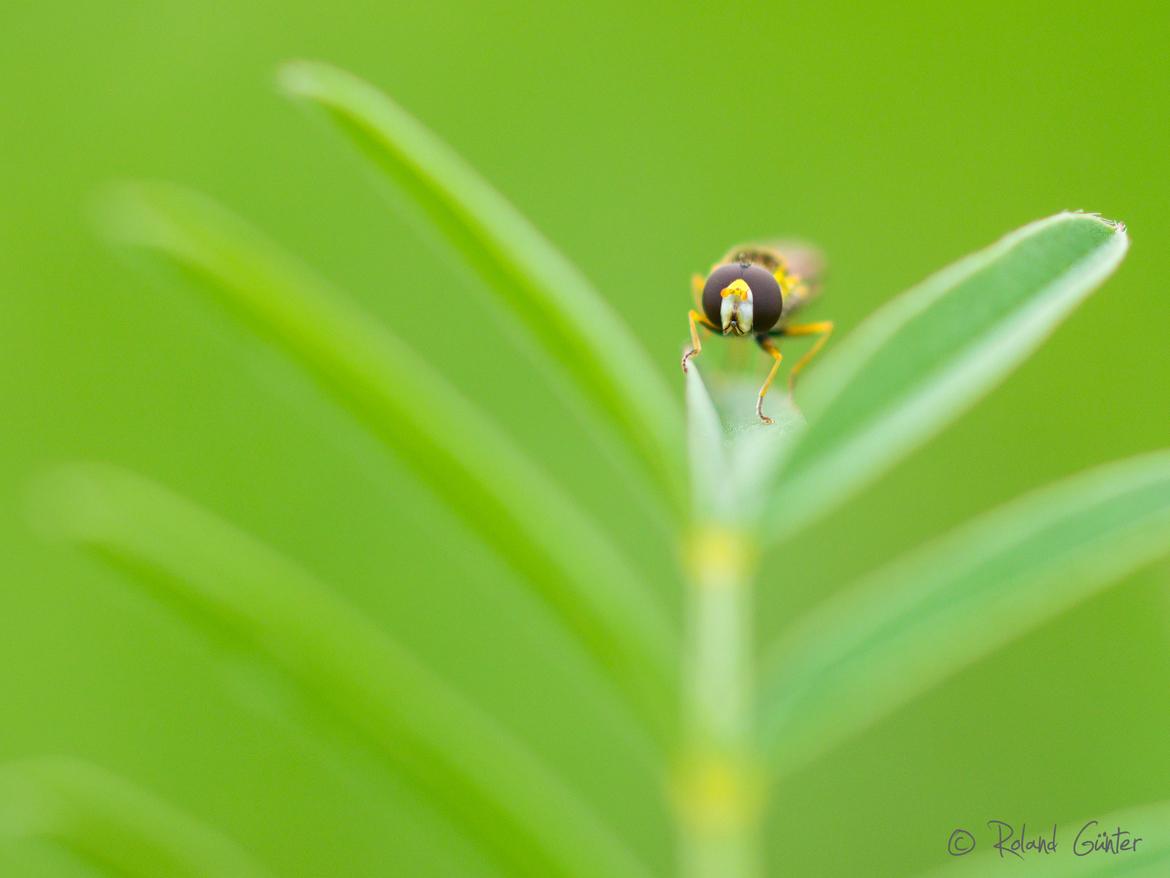 Gemeine Langbauchschwebfliege (Sphaerophoria scripta); © R. Günter