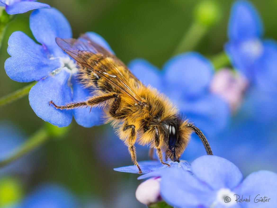 Sandbiene Andrena flavipes