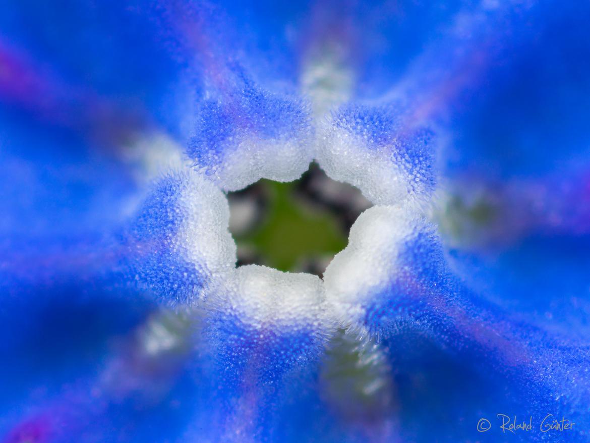 Kaukasusvergissmeinnicht-Blüte (Brunnera macrophylla)