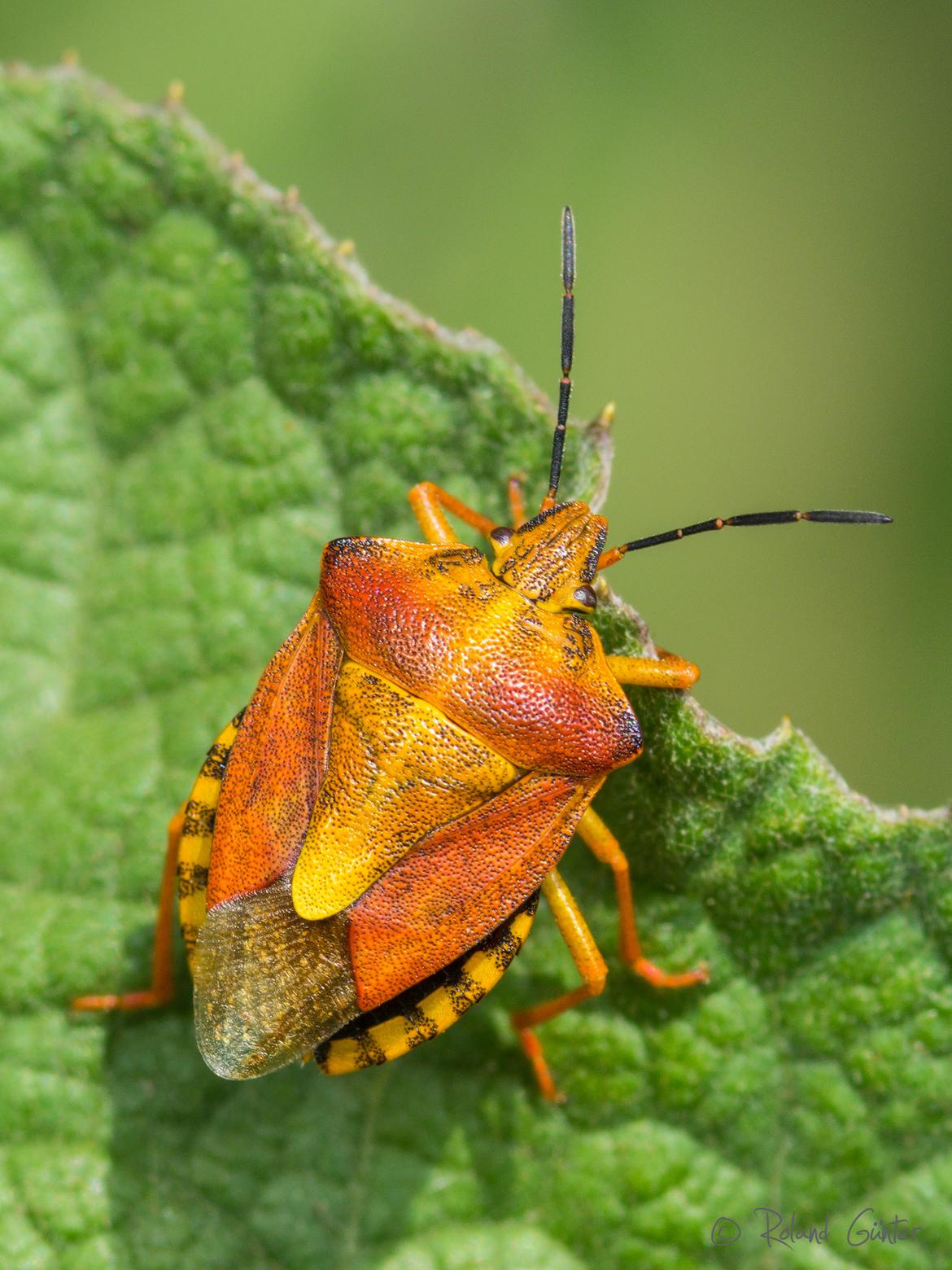 Carpocoris purpureipennis - Baumwanze; © Roland GÜNTER