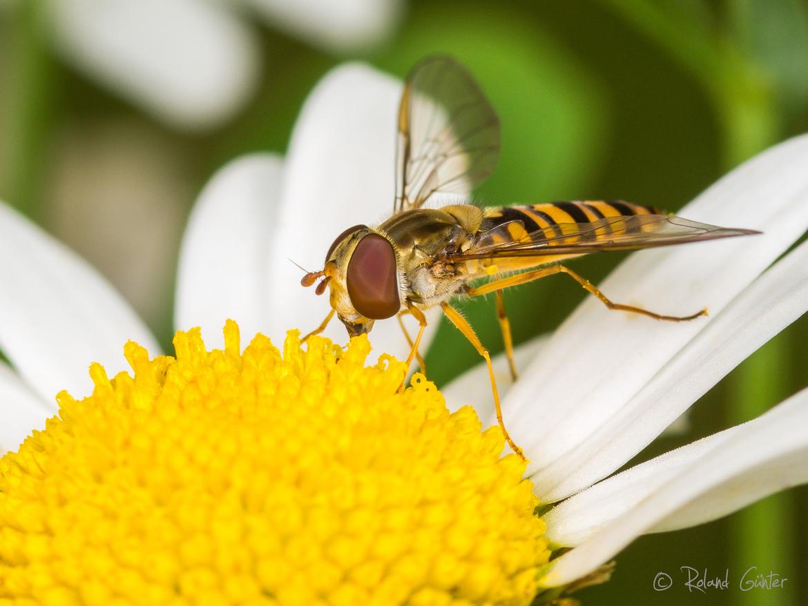 Schwebfliege (Syrphus sp.)