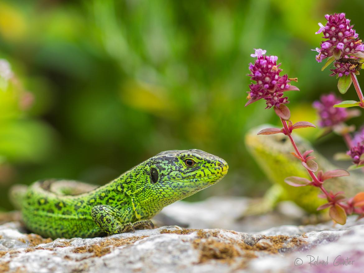 Zauneidechse (Lacerta agilis); © R. Günter