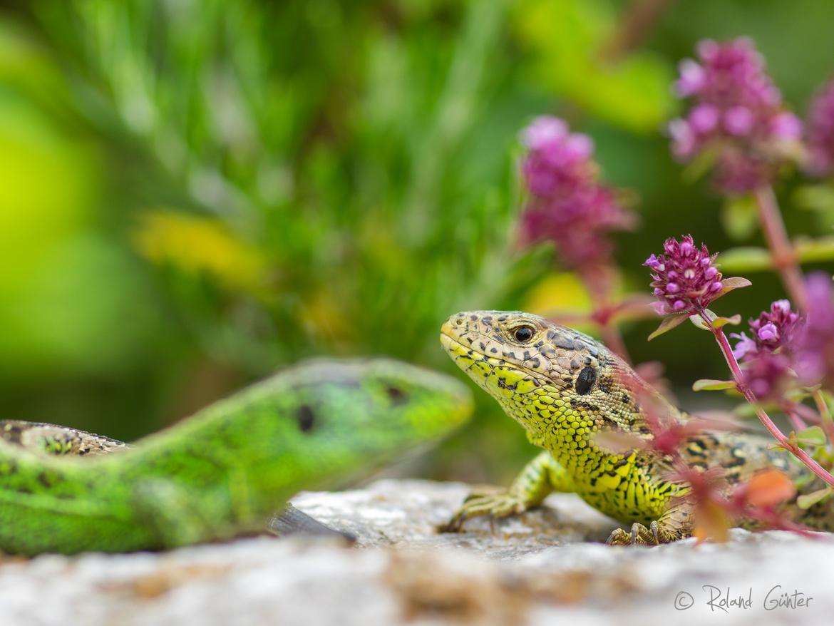 Zauneidechse (Lacerta agilis); © R. Günter