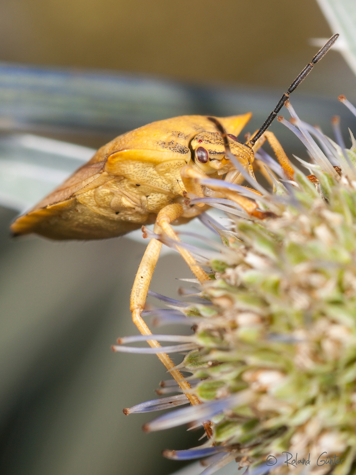 Carpocoris fuscispinus - Baumwanze; © Roland GÜNTER