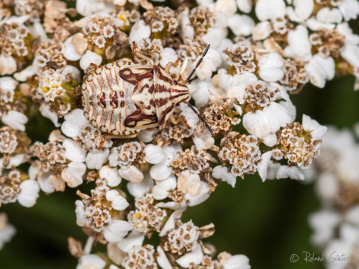 Carpocoris sp. - alte Larve; © Roland GÜNTER