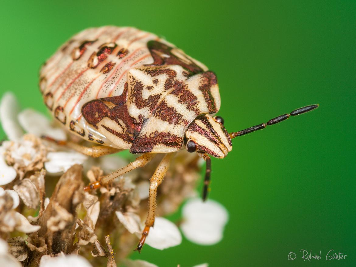 Carpocoris sp. - alte Larve; © Roland GÜNTER