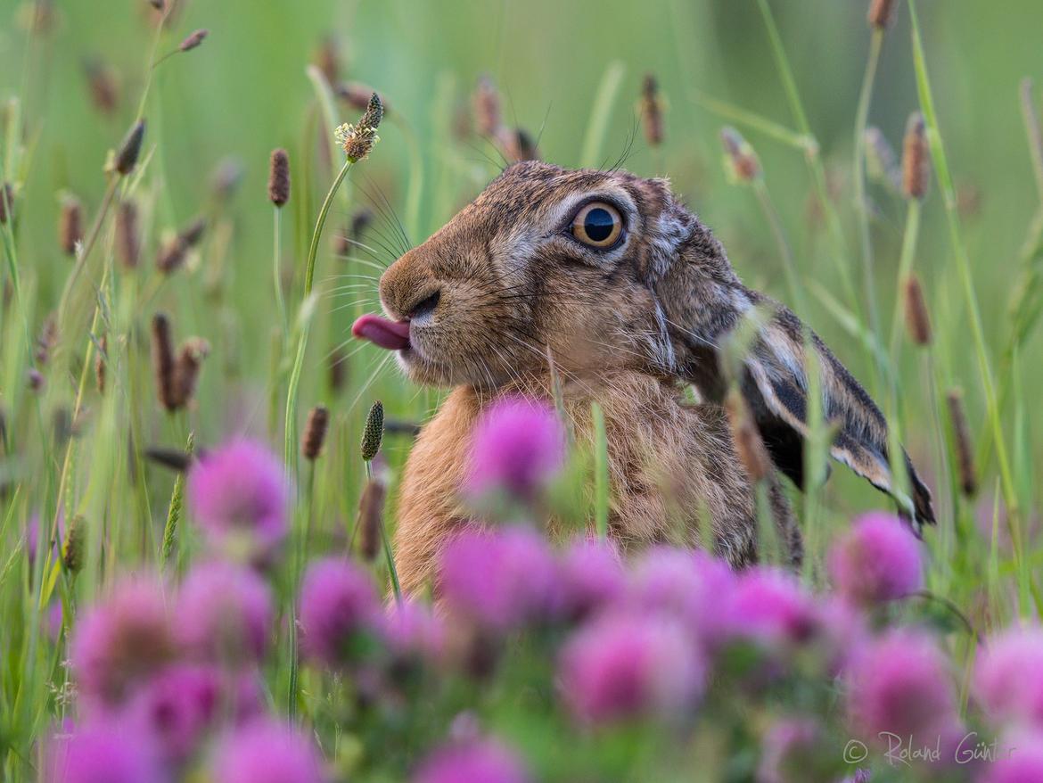 Feldhase in Blumenwiese