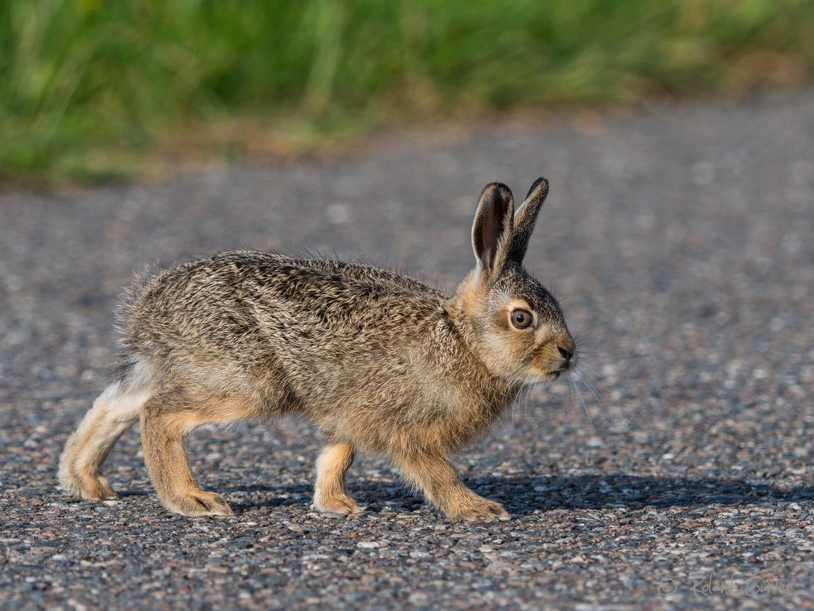 junger Hase überquert Straße