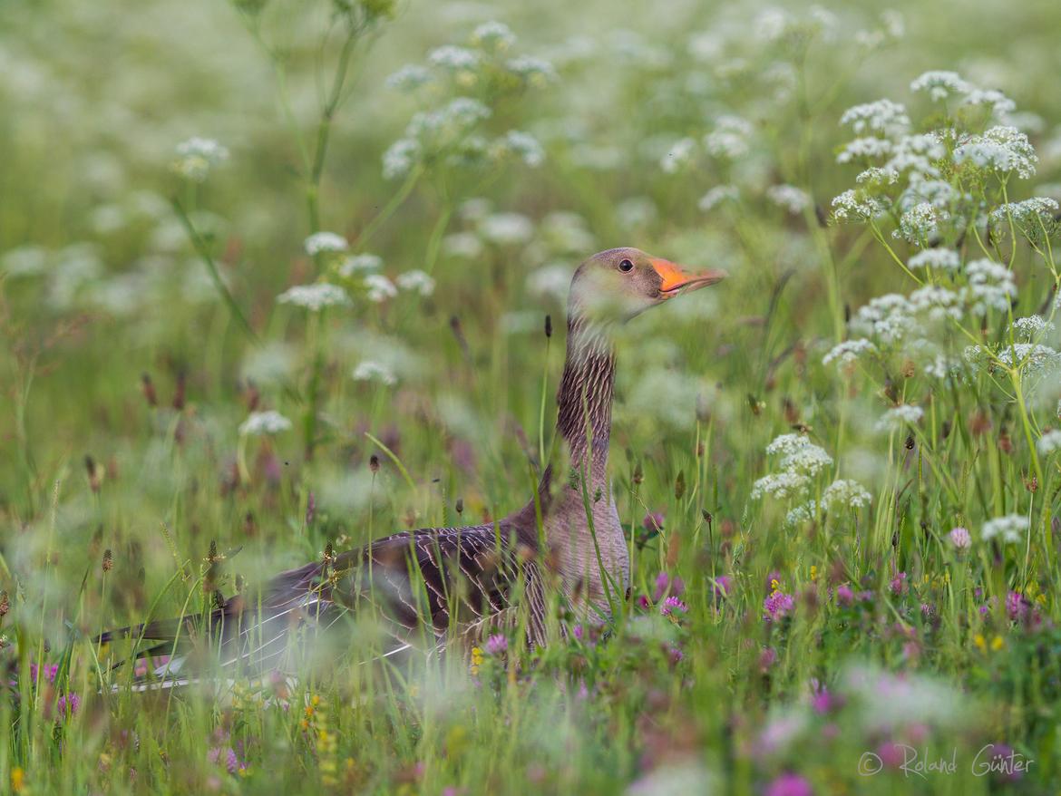 Graugans in Blumenwiese