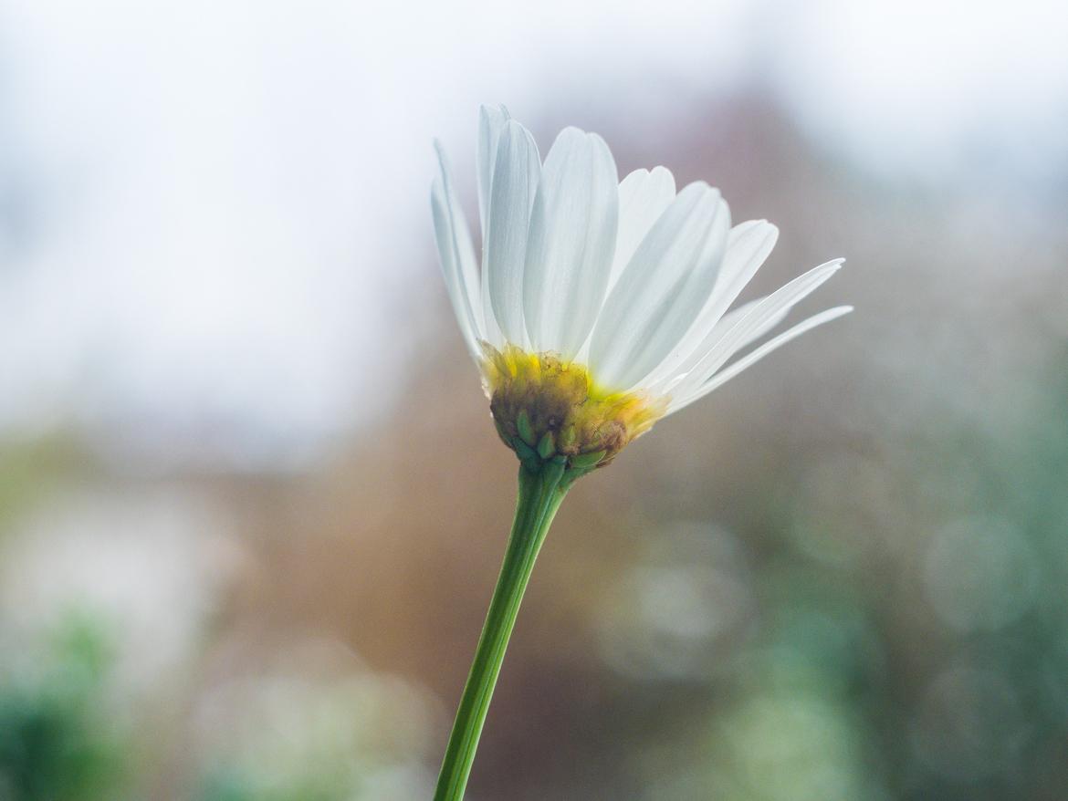 Margeriten-Blüte