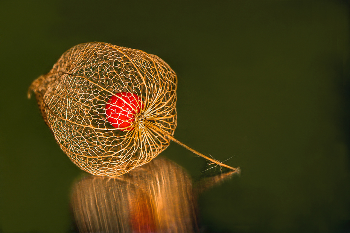 Physalis im Netzkleid II