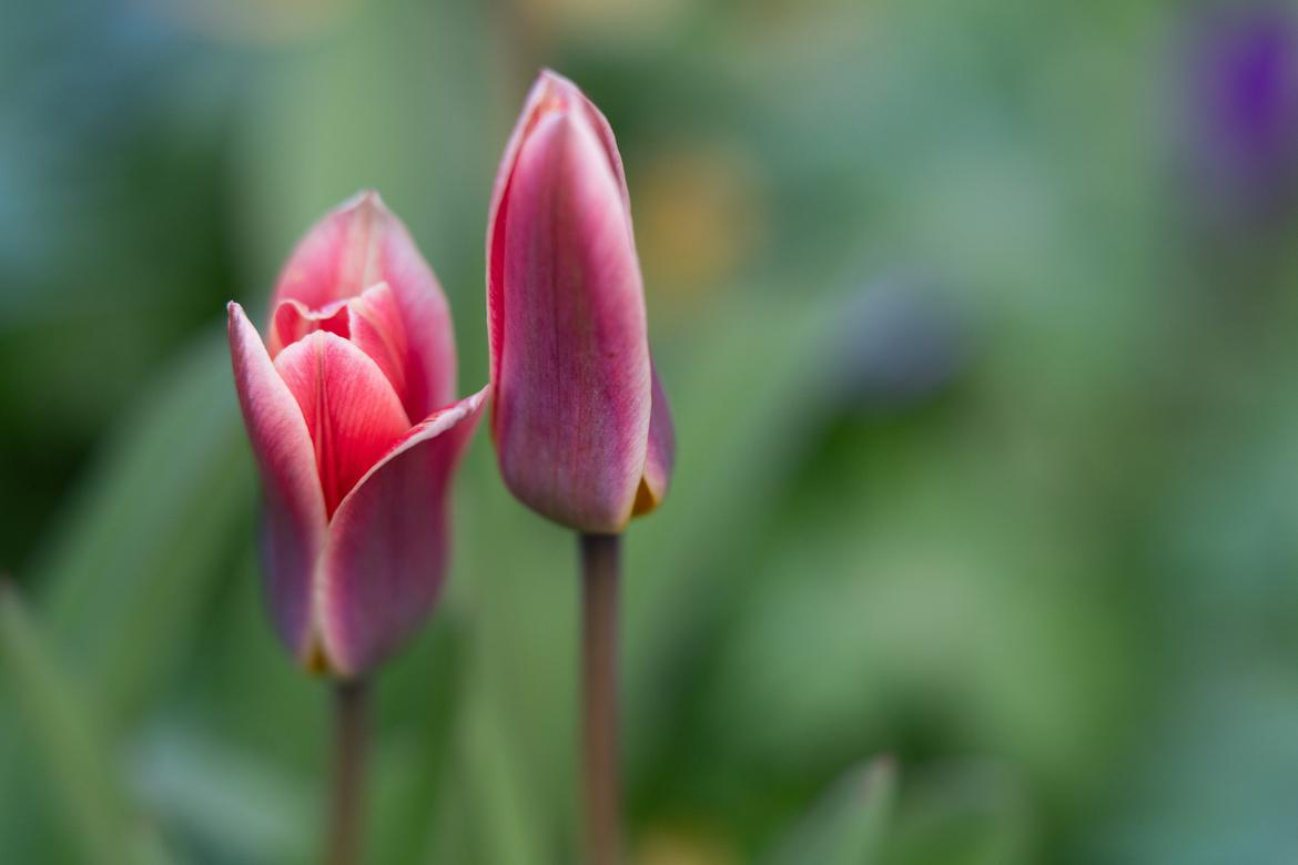 Erste Wildtulpen
