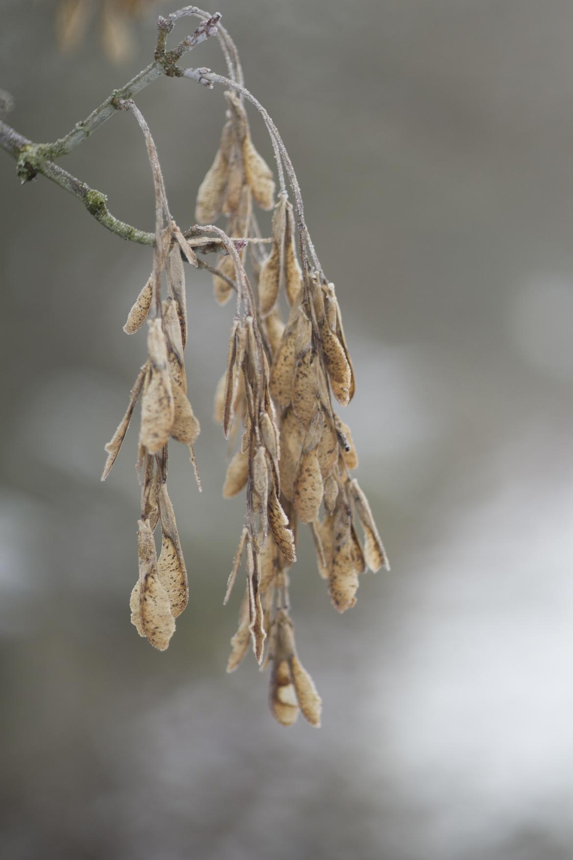Samen im Winter