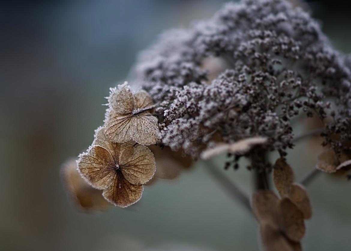 Hortensie