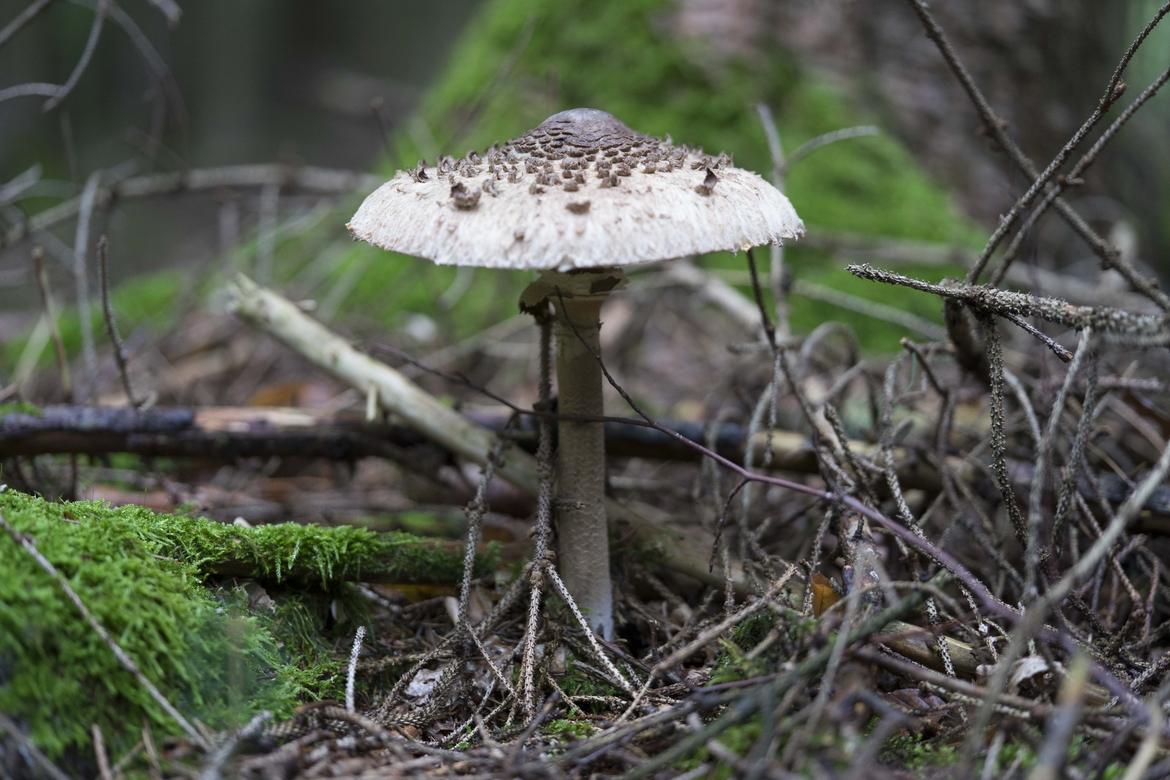 Pilz