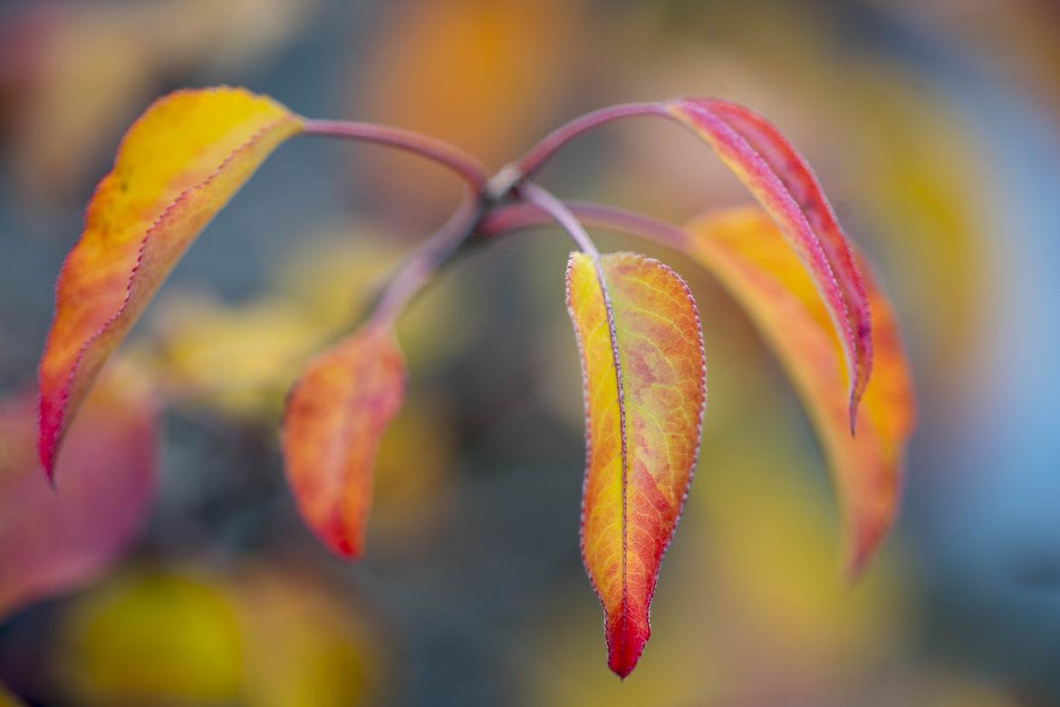 Nikon 200mm AIS