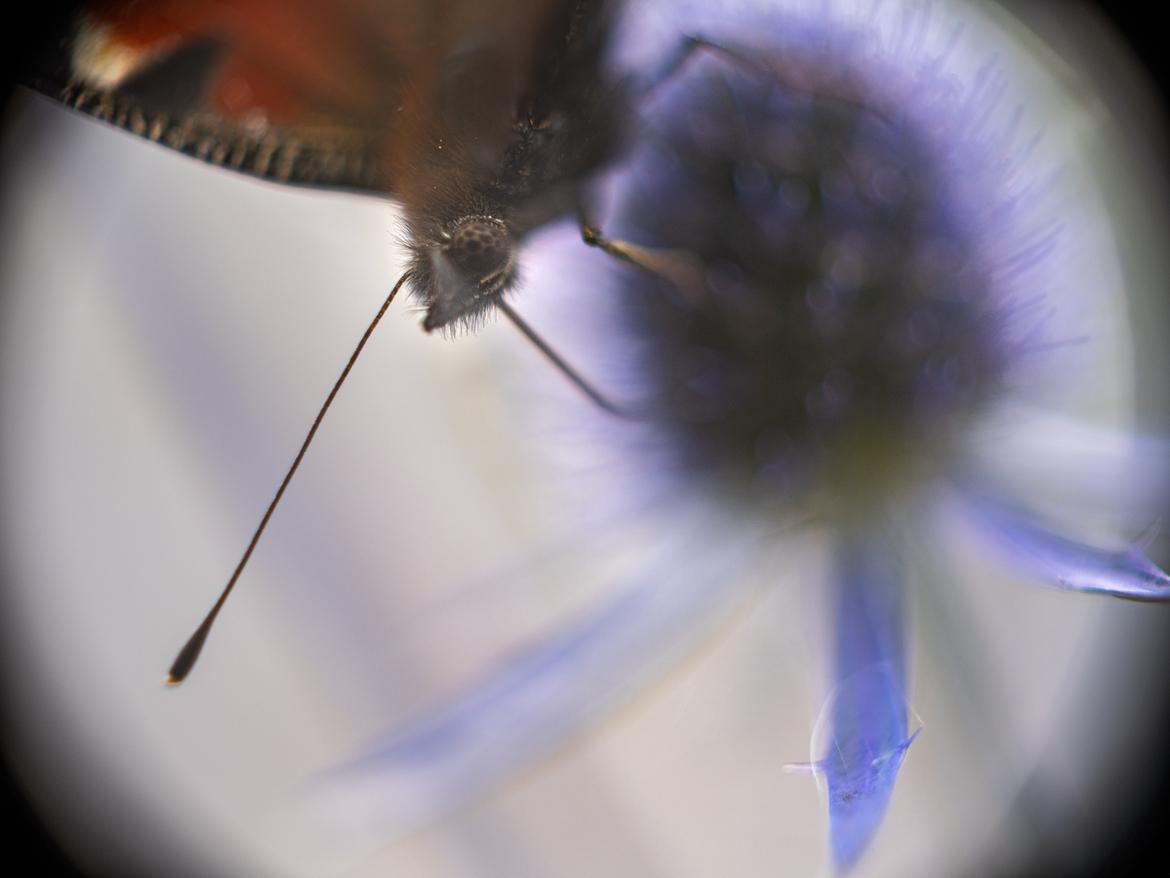 Schmetterling - Masochismus