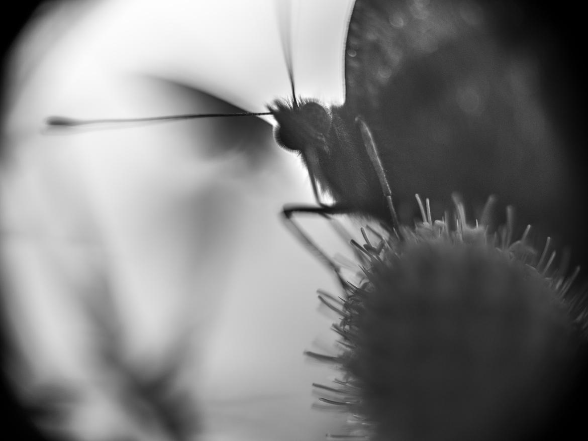 Schmetterling - Masochismus 2 
