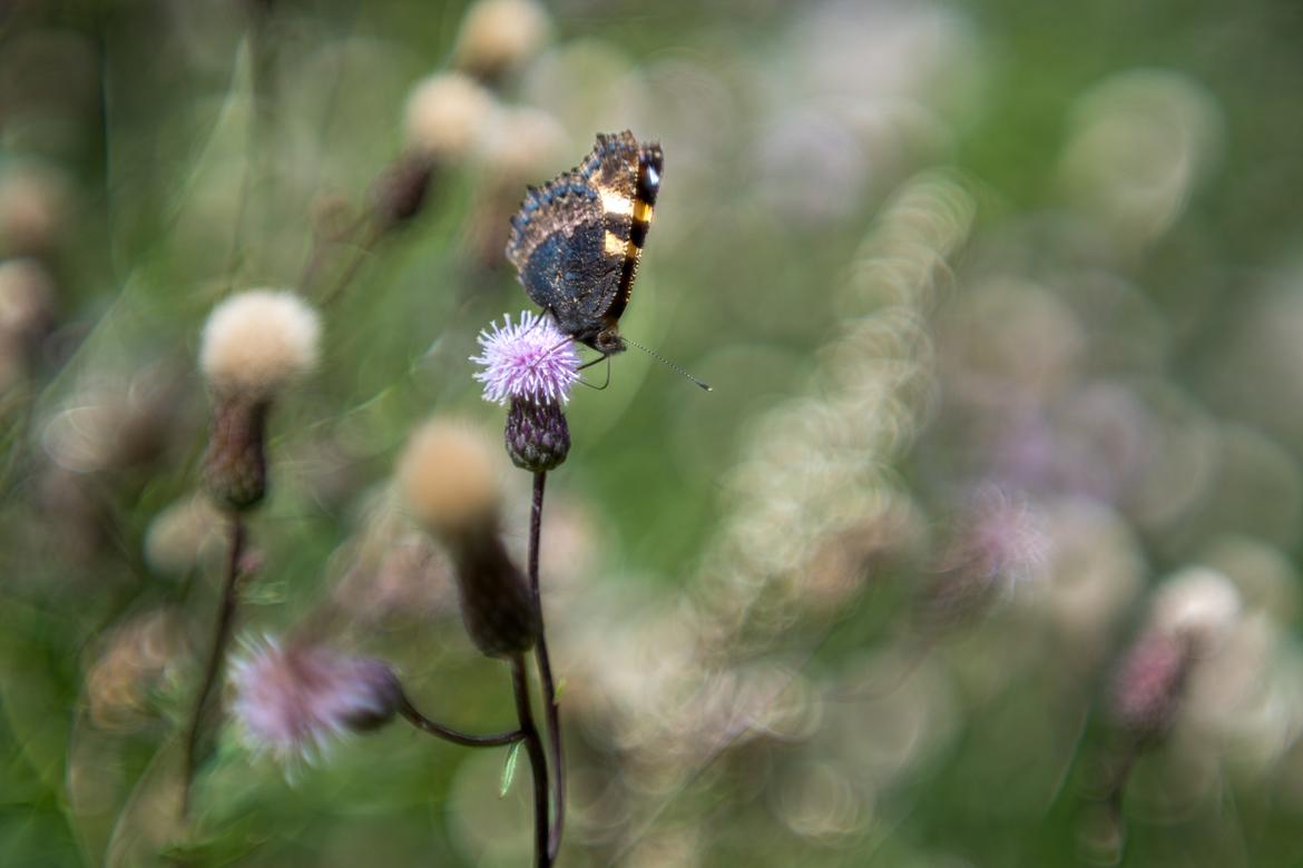 Oscillo Navitar Elgeet 3in Schmetterling