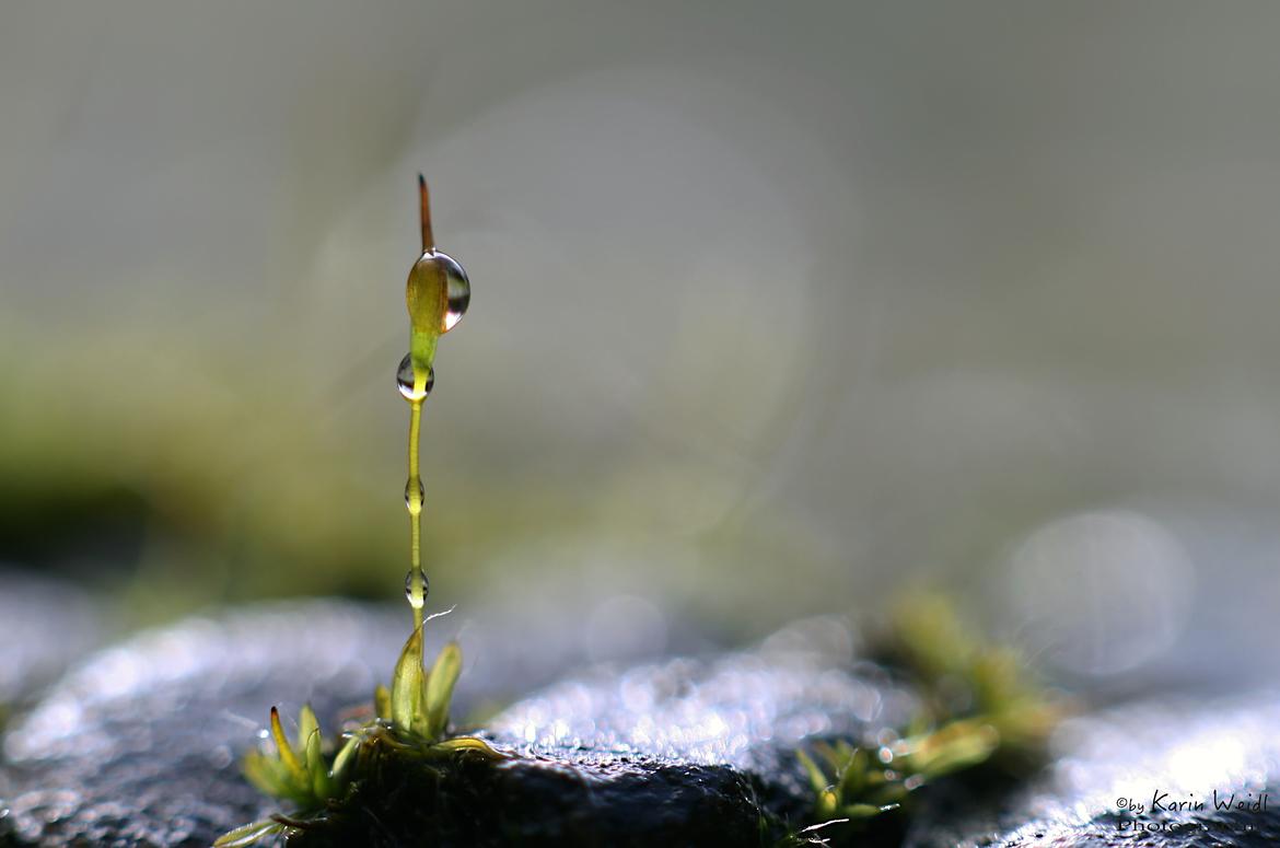 ... von links, rechts und oben beschnitten ...