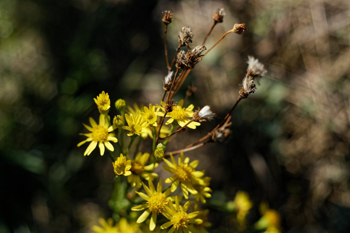 gelbe Blüte