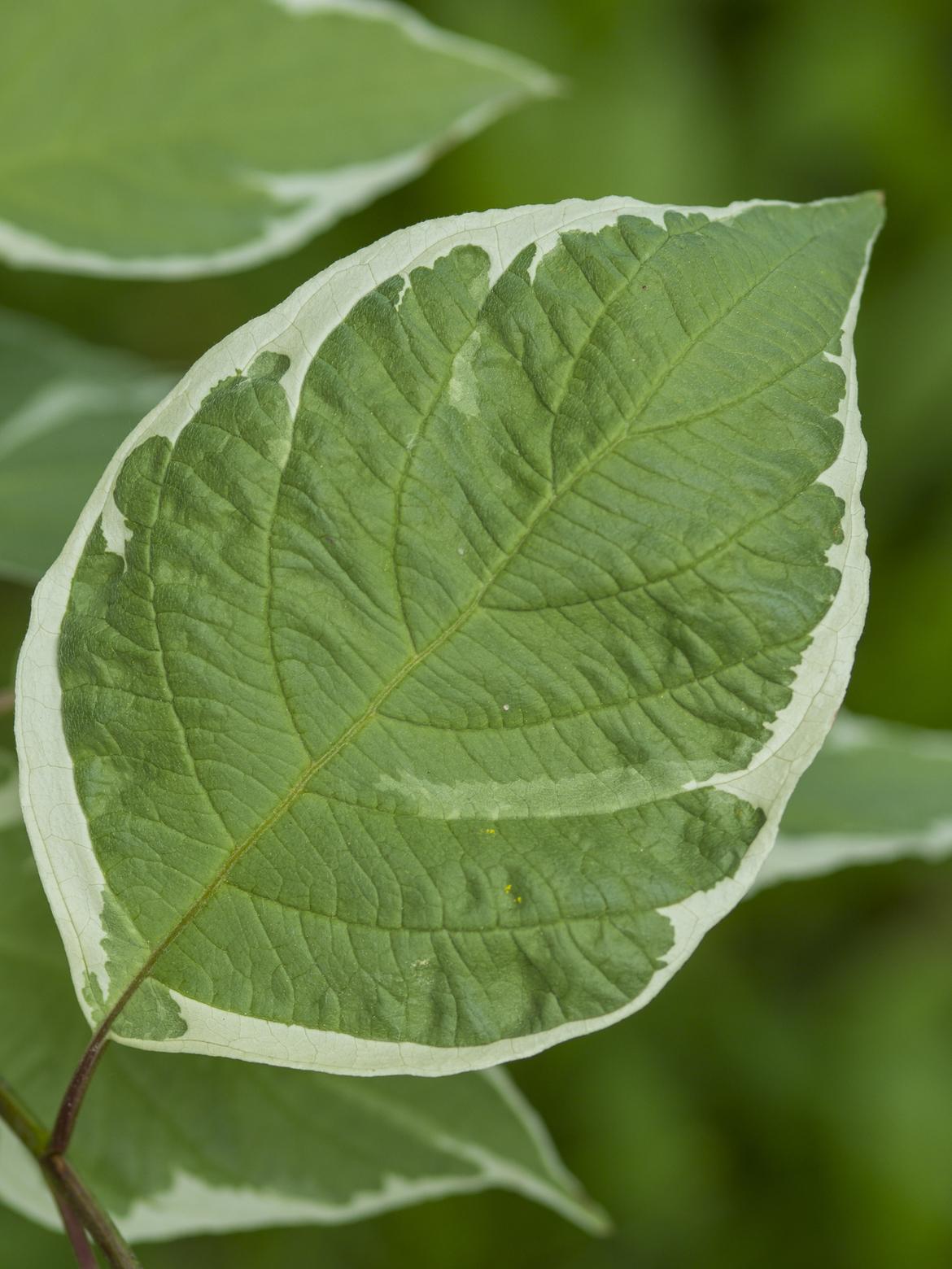 Hartriegel cornus alba sibirica