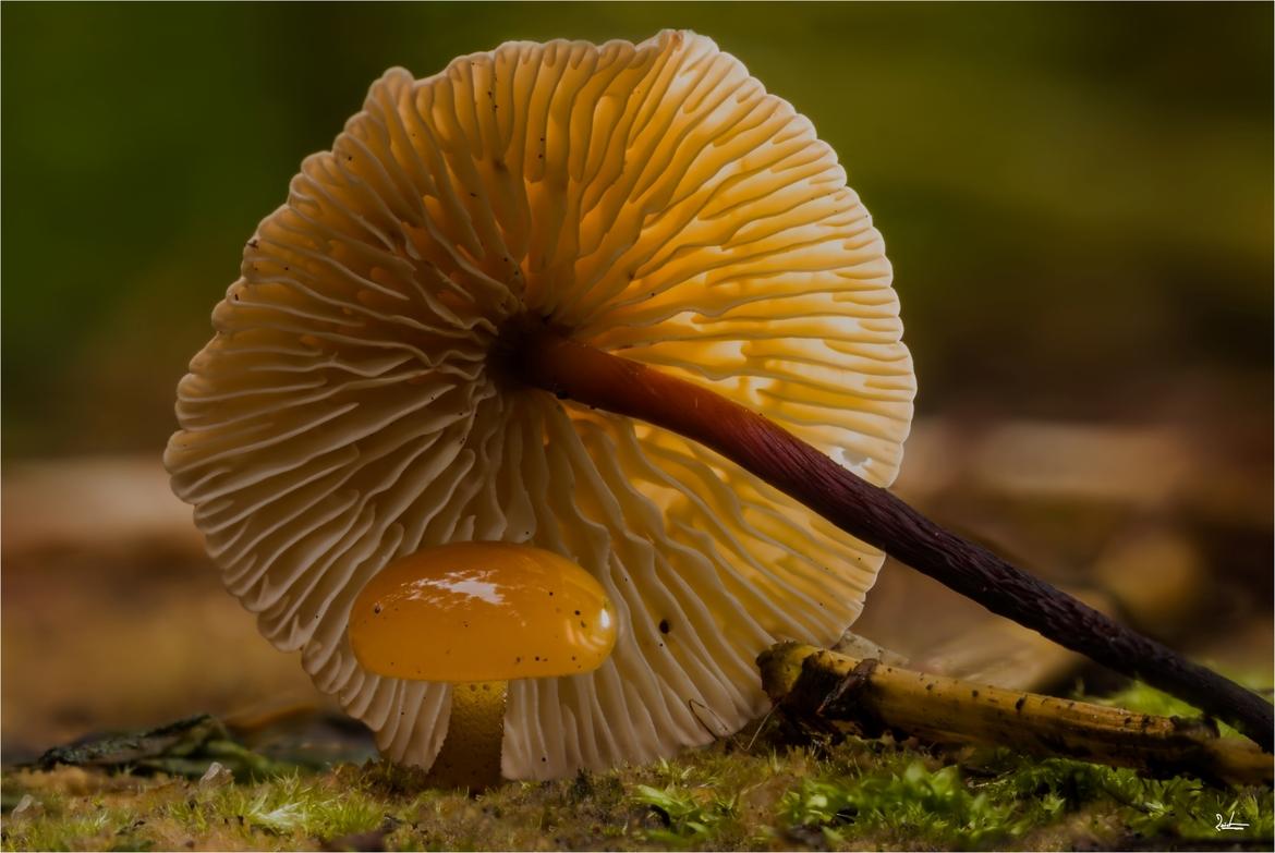 Umgefallener kleine Pilz von unten, davor ein winziger Babypilz